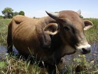 grazende koe in de Okavango delta