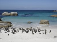 pinguïns in Simon Town
